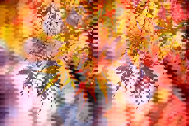 Löv i höstfärger