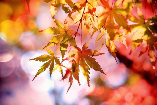 Löv i höstfärger