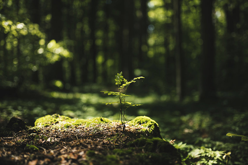 Liten planta i skogen