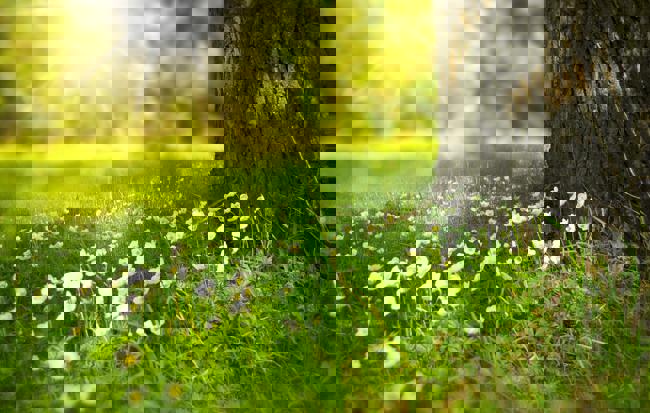 Foten av en trädstam med vita blommor runt om