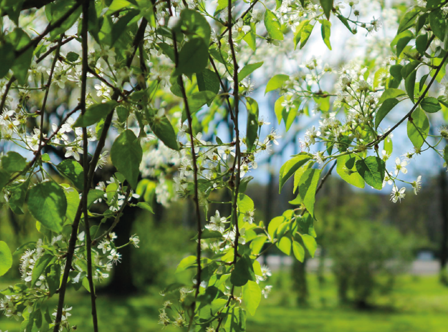 Vårblommande träd