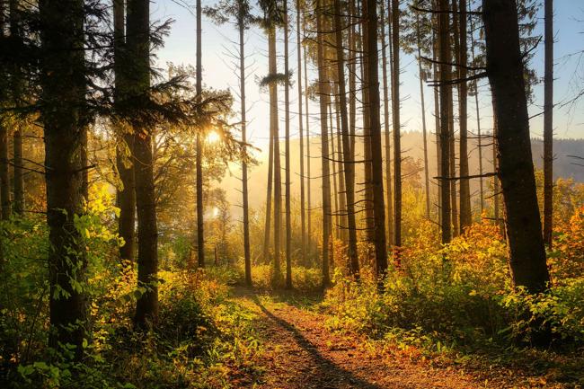 Skog i solljus och höstfärger