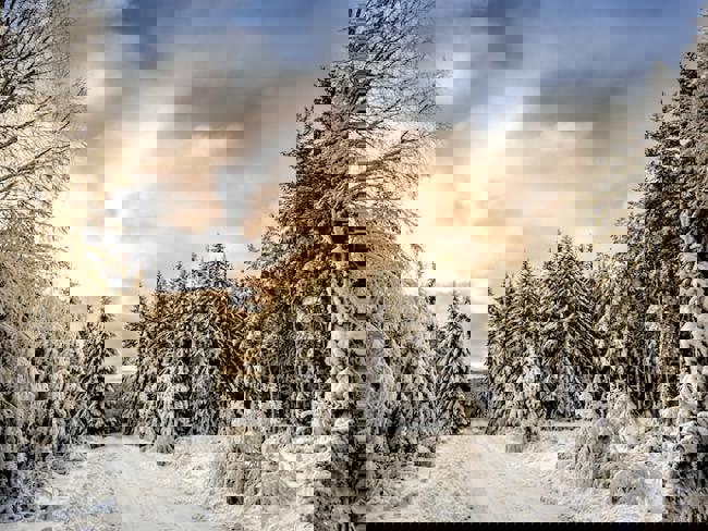 Skogsväg i vinterlandskap